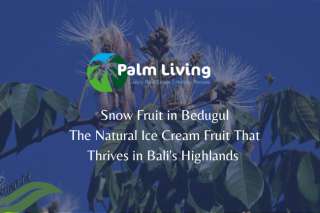 Snow Fruit in Bedugul Snow Fruit in Bedugul