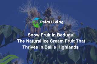Snow Fruit in Bedugul Snow Fruit in Bedugul